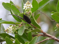 Lampetis cupreopunctata