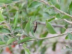 Lampetis cupreopunctata