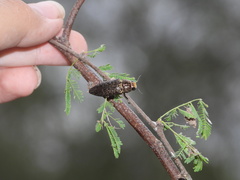 Lampetis cupreopunctata