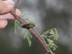 Lampetis cupreopunctata