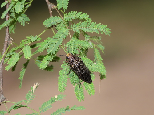 Tamaulipan Copper-spotted Buprestid