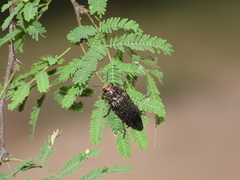 Lampetis cupreopunctata