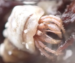 Coenobita scaevola