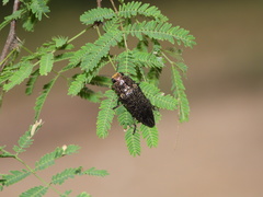 Lampetis cupreopunctata