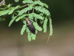 Lampetis cupreopunctata
