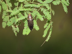 Lampetis cupreopunctata