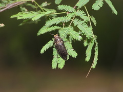 Lampetis cupreopunctata