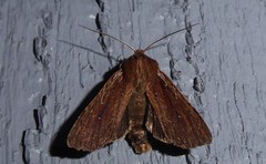 Ichneutica infensa