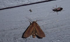 Ichneutica infensa