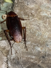 Periplaneta americana image