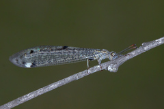 Bandidus canifrons
