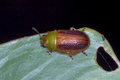 Calomela satelles