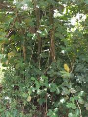 Epipremnum aureum