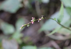 Persicaria pubescens