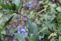 Persicaria pubescens