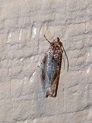 Episimus unguiculus