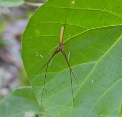 Tetragnatha rubriventris
