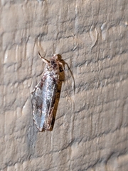 Episimus unguiculus