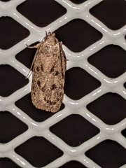 Stoeberhinus testaceus