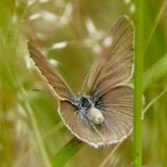 Zizina otis labradus