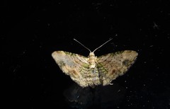 Chloroclystis sphragitis