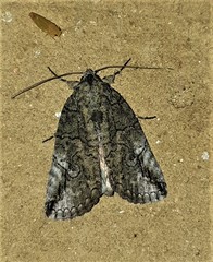 Prionofrontia strigata