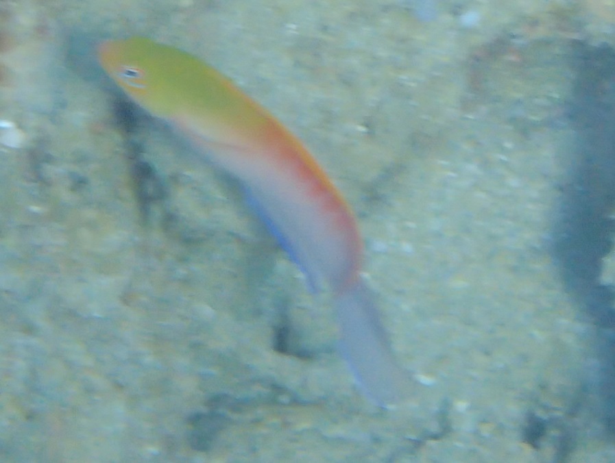 Multicolour Dottyback