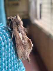 Spatalia argentifera