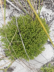 Chrysocoma coma-aurea