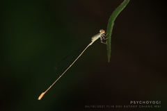 Aciagrion pallidum