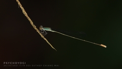 Aciagrion pallidum