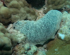 Holothuria whitmaei