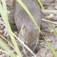 Isoodon obesulus obesulus