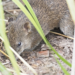 Isoodon obesulus obesulus