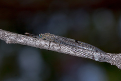 Bandidus canifrons