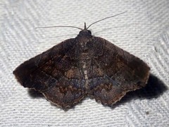 Pangrapta holophaea
