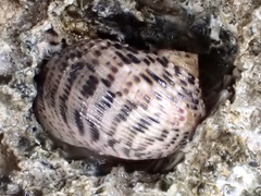 Nerita undata