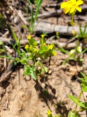 Sebaea micrantha micrantha