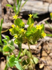 Sebaea micrantha micrantha