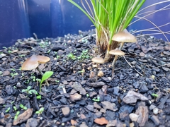 Psilocybe angulospora