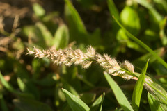 Eragrostis ciliaris
