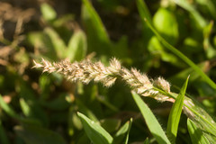 Eragrostis ciliaris