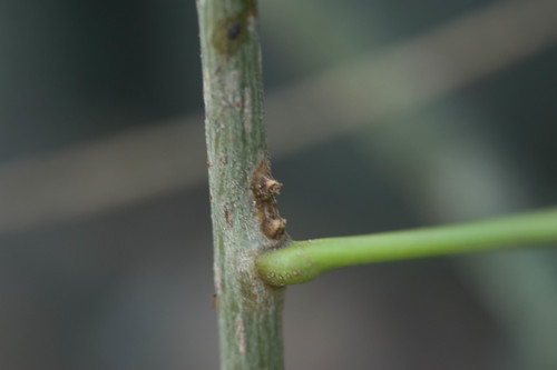 Sapindus oahuensis