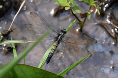 Orthetrum melania