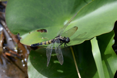 Orthetrum melania