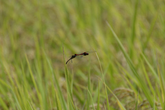 Sympetrum darwinianum