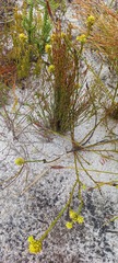 Thesium spicatum