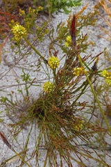 Thesium spicatum
