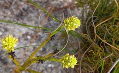 Thesium spicatum