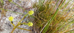 Thesium spicatum